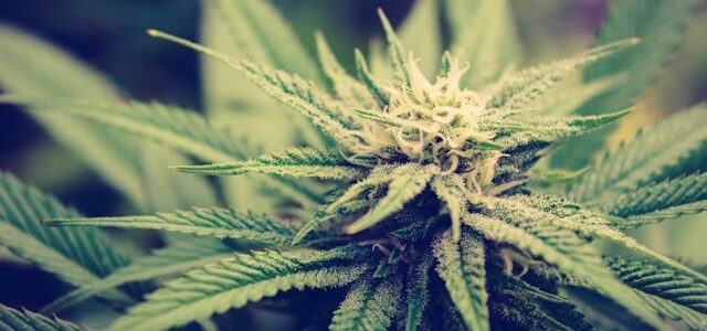 CBD olie: Hvad er det, og hvad er det godt for? cbd olie